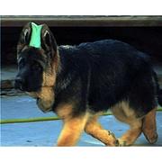 玉林卖德牧的犬舍，犬舍德牧一般价位