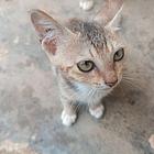 100块出一个小奶猫