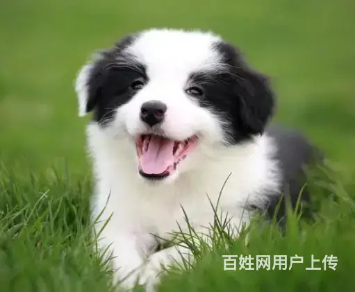 边牧哪里能买到边牧多少钱边牧哪里有 - 图片 5