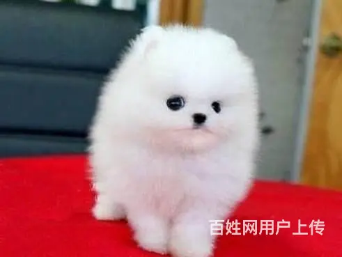 北京出售纯种博美幼犬 博美价格 - 图片 6