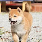 绥化柴犬在宠物店一般卖多少钱一只