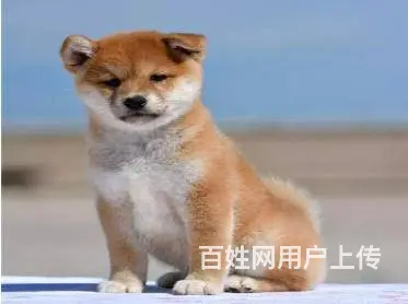 哪里出售柴犬 纯种柴犬多少钱一只 - 图片 8