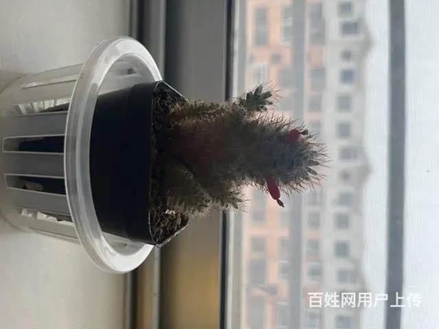 出售仙人球 - 图片 2