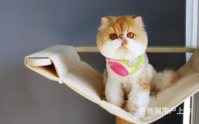 本地哪里有卖加菲猫的 加菲猫眼部怎么护理好养吗 - 图片 1