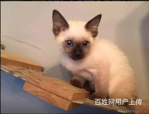 自贡附近买只暹罗猫哪里有卖 一般暹罗猫多少钱的图片