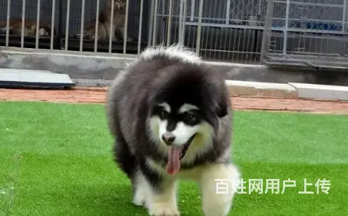邢台本地出售家养阿拉斯加犬 纯种阿拉斯加 疫苗齐全 - 图片 6