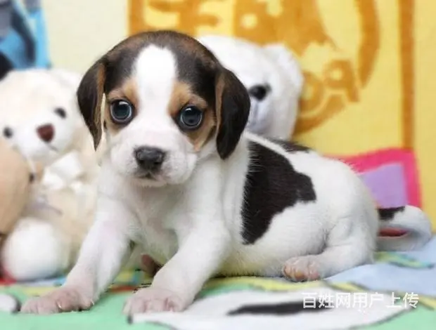 广州买狗首选推荐 正规犬舍 纯种比格犬多只待售 - 图片 10