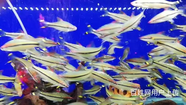 昆明鱼缸专业上门清洗服务 - 图片 6