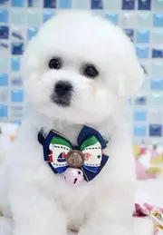 出售纯种比熊幼犬 面向全国销售 疫苗驱虫齐全
