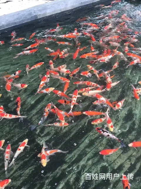【观赏鱼批发中心】锦鲤鱼，金鱼，热带鱼，批发零售 - 图片 8