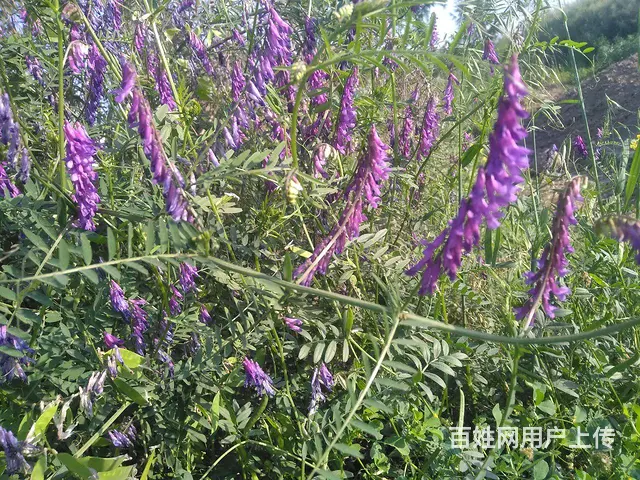 蒲棒蒲黄采摘收购，李子，李子壶收购 - 图片 5