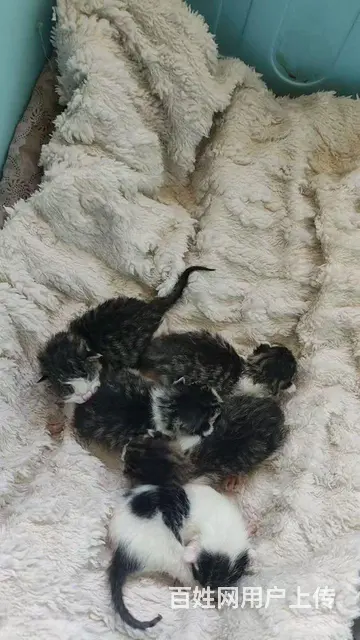 猫 - 图片 5