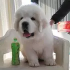 大白熊幼犬出售中，自家繁殖保健康，三包终生协议