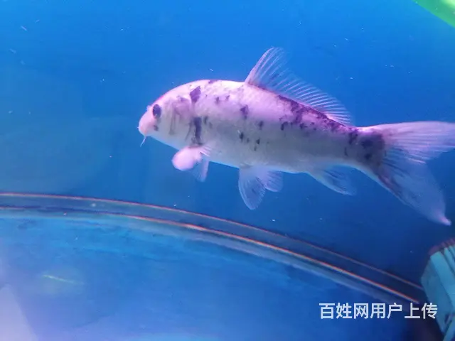 喜欢的联系 - 图片 1
