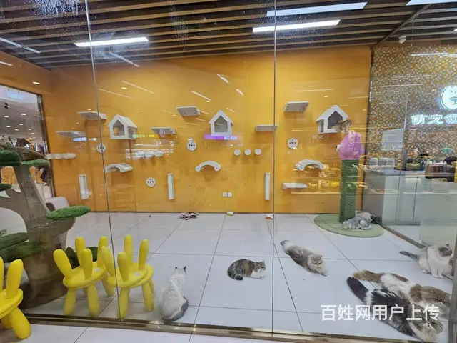 王府井宠物店出兑 商场内店铺出兑 - 图片 6