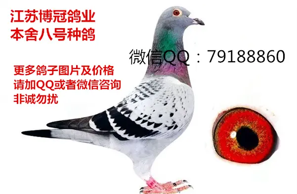 出售赛鸽种鸽 云贵川克星赛鸽种鸽幼鸽 - 图片 2