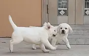 纯种拉布拉多幼犬 现有多只出售可上门
