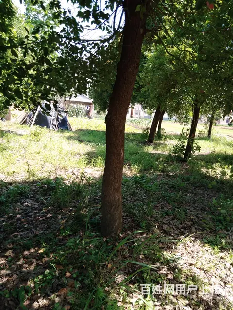 香樟树，50多颗， - 图片 3