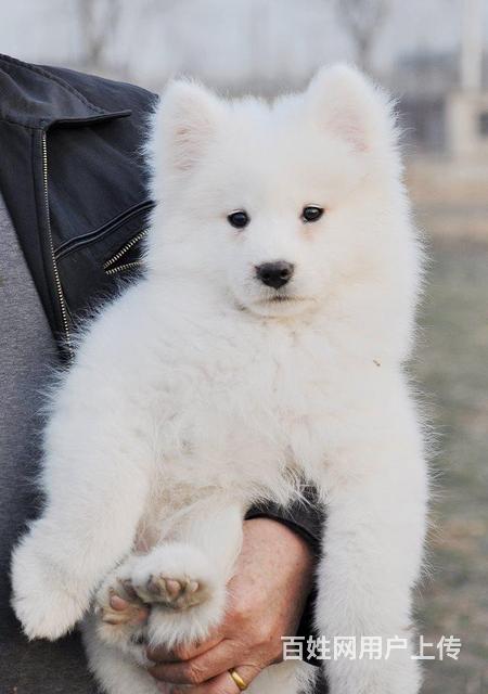 薩摩耶犬捨出售頂級微笑天使澳版大毛量薩摩耶幼犬