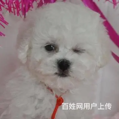 北京出售精品比熊幼犬疫苗齐全可签协议多窝可选 - 图片 3