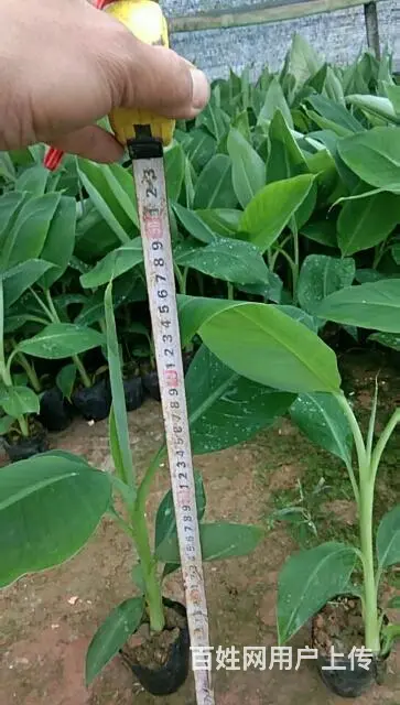 批发香蕉苗粉蕉苗 - 图片 6
