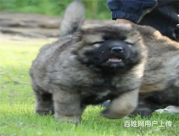 纯高加索犬 ，顶级护卫 高大凶猛的高加索幼犬待售中 - 图片 8