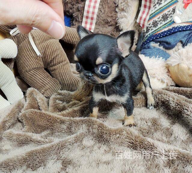 出售纯种墨西哥吉娃娃幼犬,大眼睛苹果头,小体娃娃