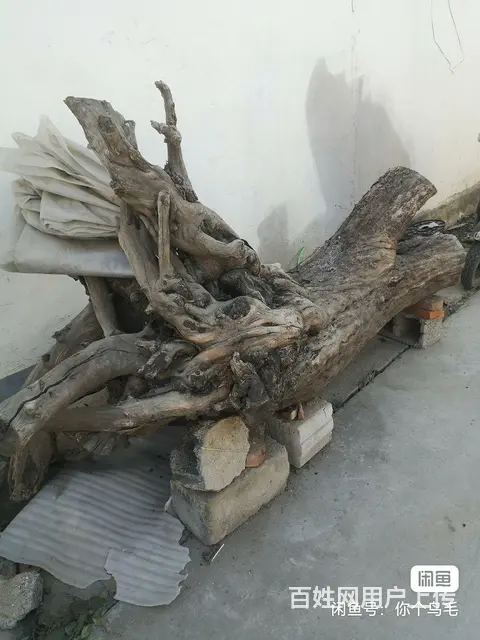 极少的大号枣树 - 图片 3