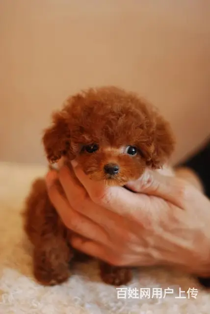 灰色泰迪熊犬 韩国引进茶杯体 质保2年送到家 - 图片 6