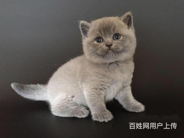 丹东现在卖蓝猫的哪家靠谱些，靠谱的卖蓝猫商户的图片
