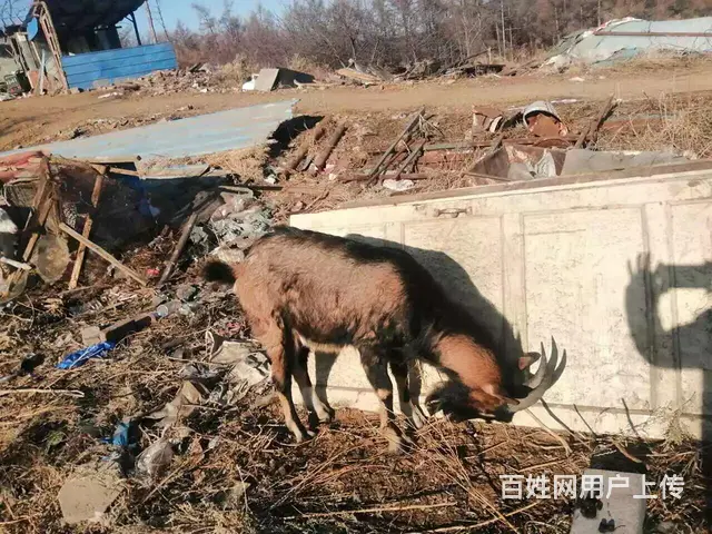 配种山羊出售 - 图片 4