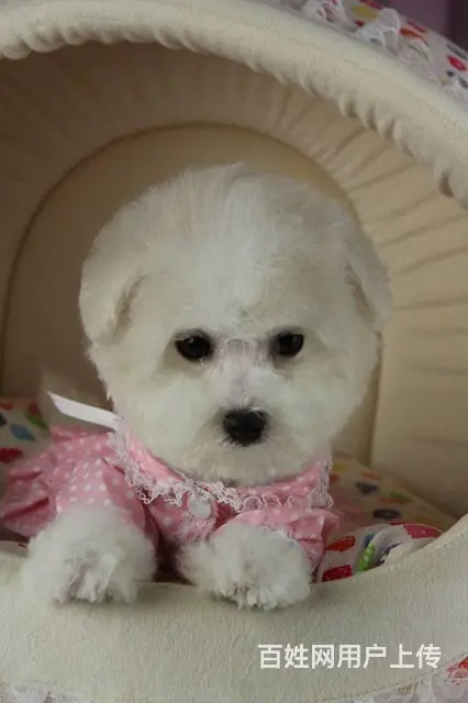 出售纯种比熊幼犬 赛级比熊幼犬 比熊多少钱 - 图片 1