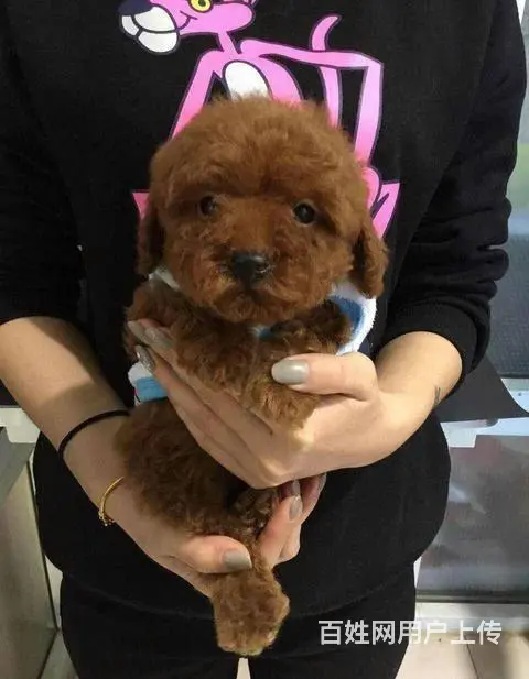 出售精品紫红色玩具小玩具体 茶杯体泰迪熊幼犬 - 图片 3