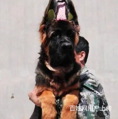 纯种德国牧羊犬 公母都有 血统健康有保障 - 图片 4