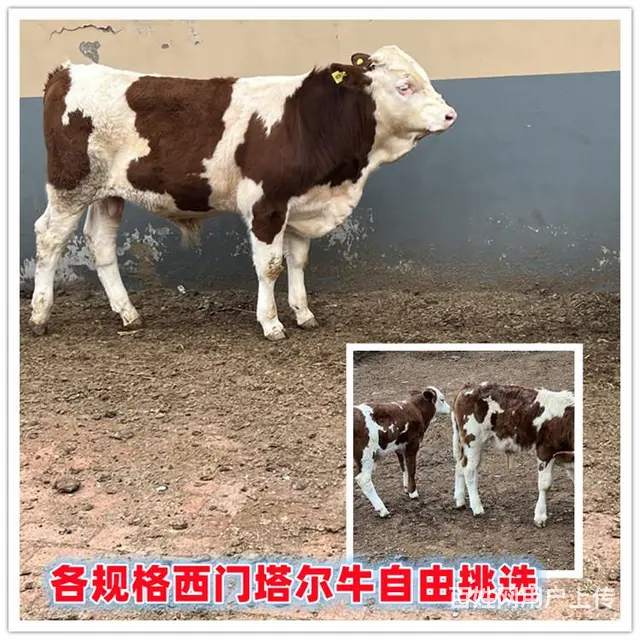 六百斤 西门塔尔牛小母牛 多少一头 - 图片 1