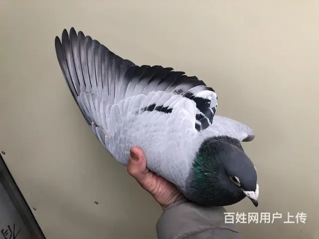 800 - 图片 1