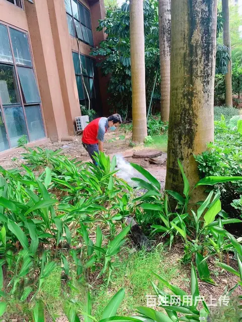 武汉江夏蔡甸新州灭臭虫灭蟑螂 除四害服务电话 价格 - 图片 5