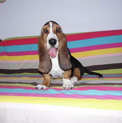 鼎欣十年老店巴吉度犬公母均有保证纯种健康