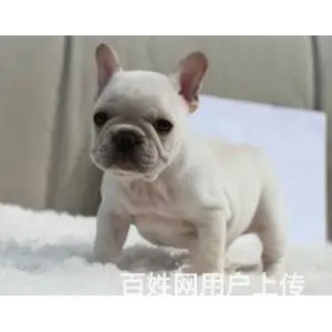 纯种法国斗牛犬幼犬、CKU认证犬舍、签协议可送货 - 图片 12