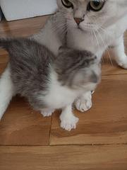有没有人买猫咪的