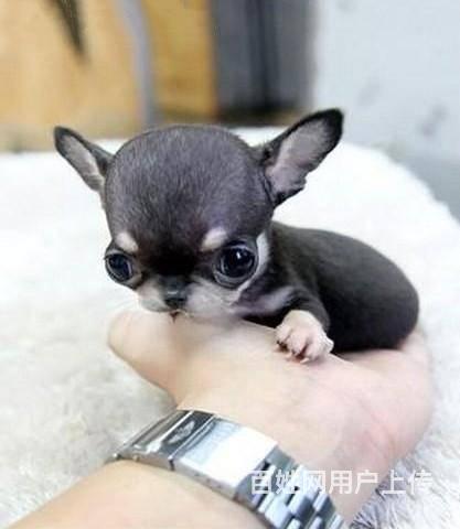 纯种吉娃娃 北京三个月的吉娃娃多少钱一只 出售签协的图片