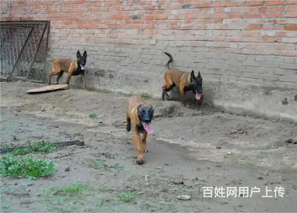 中卫宠物店店主卖现货马犬幼犬 马犬幼犬多少钱一只 - 图片 9