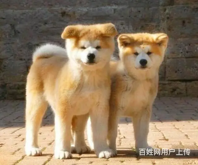 日系秋田犬 纯种秋田犬 价格不菲 非诚勿扰 - 图片 3