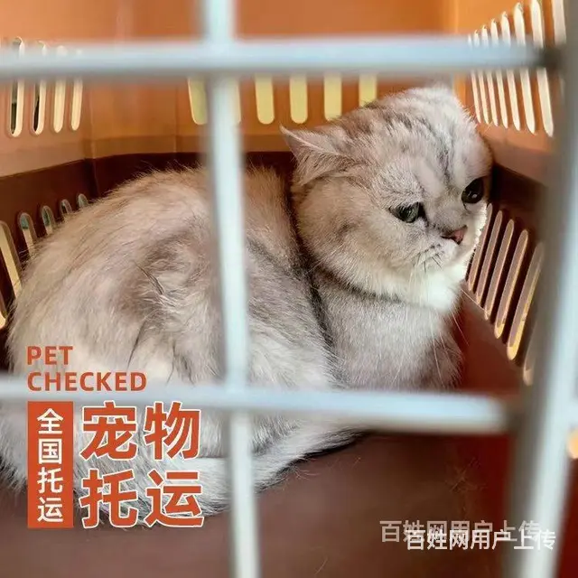 推荐） 安徽灵璧宠物托运到全国）（猫狗）邮寄快递（宠物活体运 - 图片 1