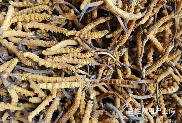 常熟哪里回收虫草 - 图片 1