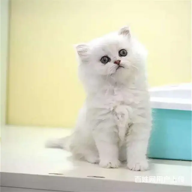贵州黔南双血统金吉拉猫舍直销 - 图片 3