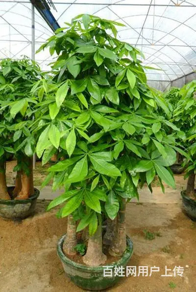 张店回收绿植花卉，盆栽，奇石盆景。 - 图片 1