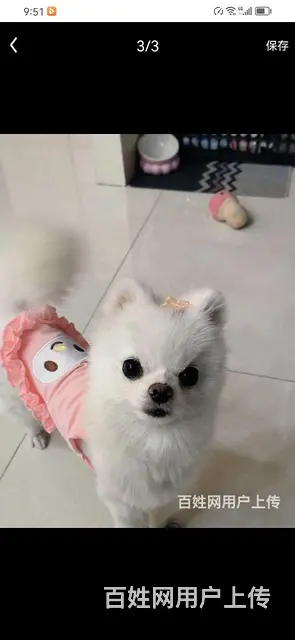 卖小型博美犬 背长21 - 图片 1
