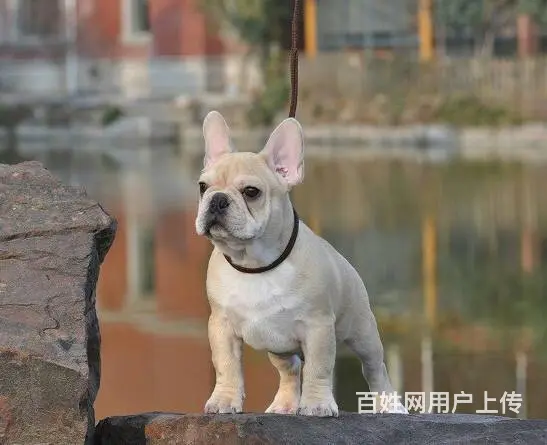 出售法国斗牛犬 包纯种血统健康 可签协议 - 图片 4