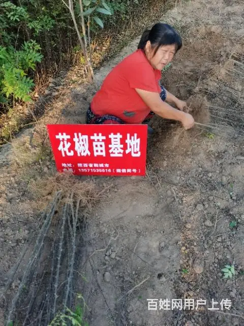 韩城狮子头花椒树苗基地 黄盖无刺大红袍花椒苗批发 - 图片 4
